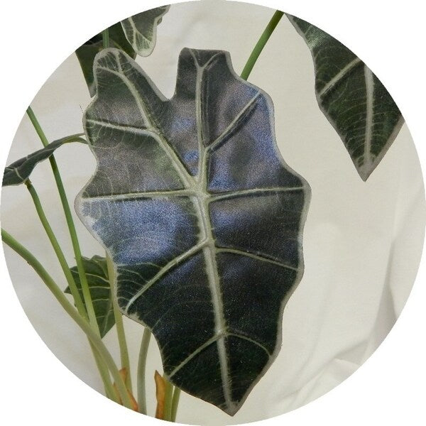 Tropical alocasia desk plant - Green