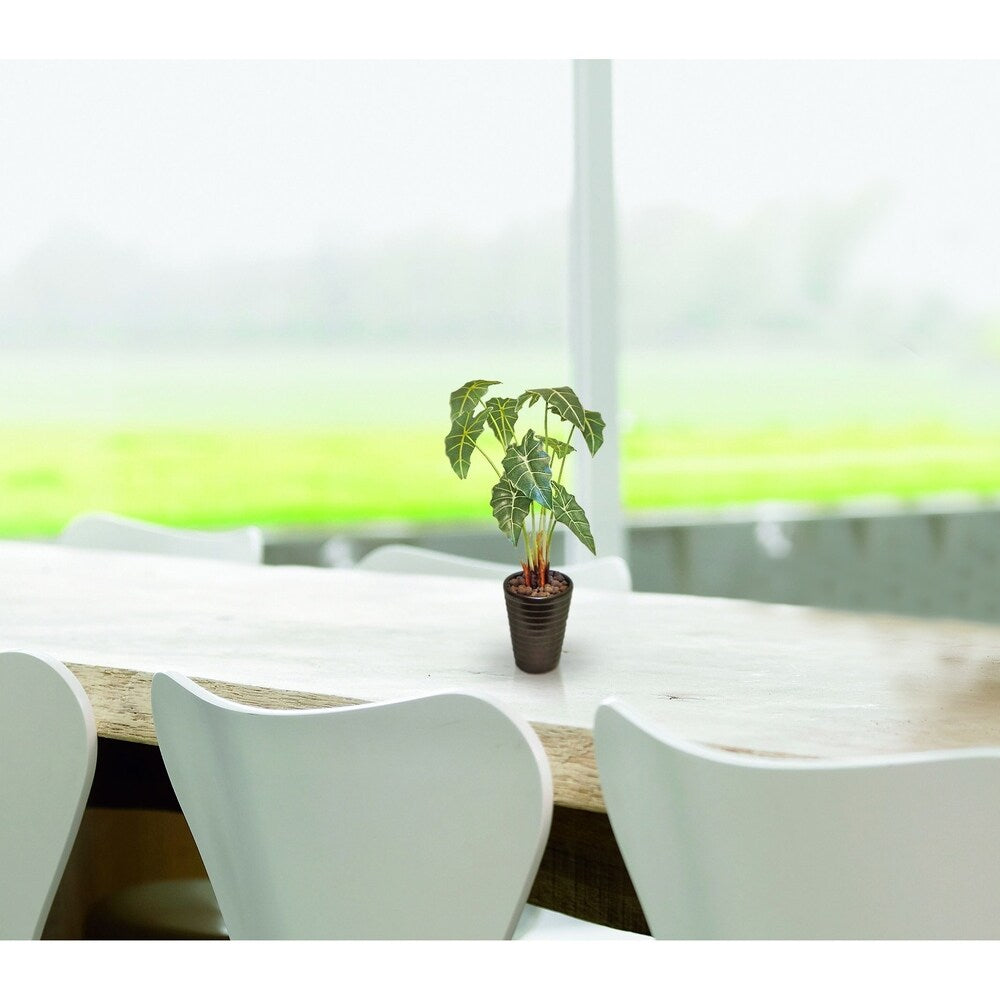 Tropical alocasia desk plant - Green