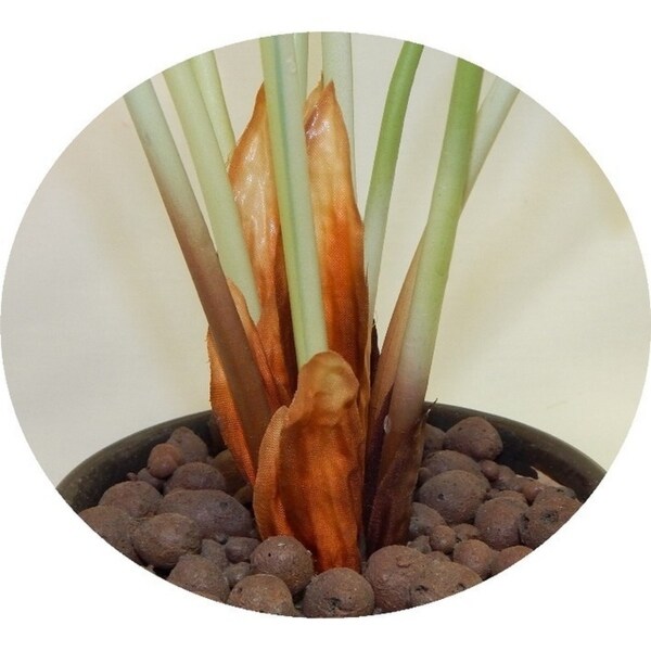 Tropical alocasia desk plant - Green