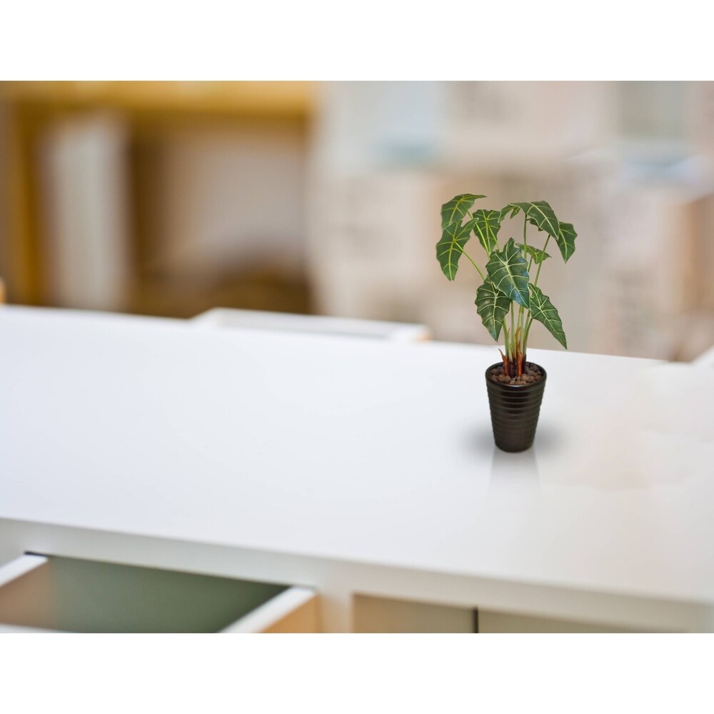 Tropical alocasia desk plant - Green