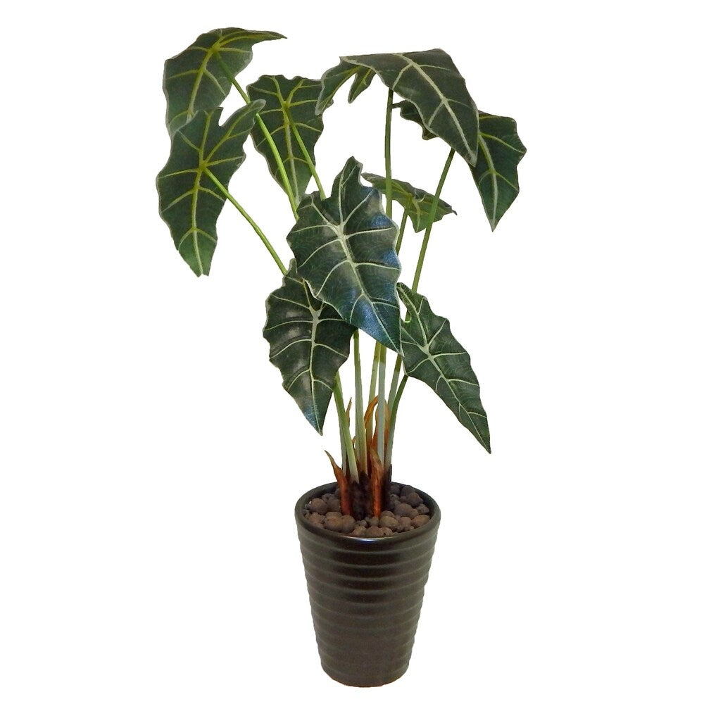 Tropical alocasia desk plant - Green