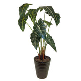 Tropical alocasia desk plant - Green