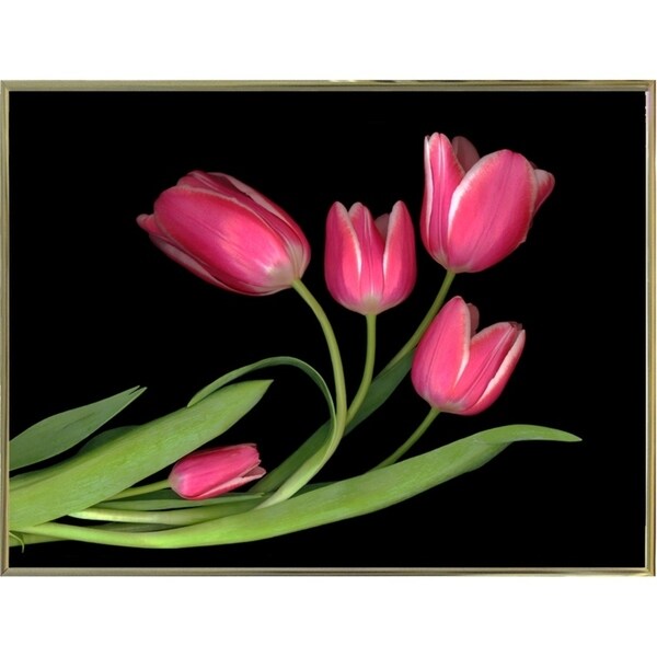 Tulips #3-SUSBAR98750 Print 24"x32" by Susan S. Barmon