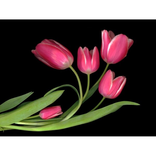 Tulips #3-SUSBAR98750 Print 24"x32" by Susan S. Barmon