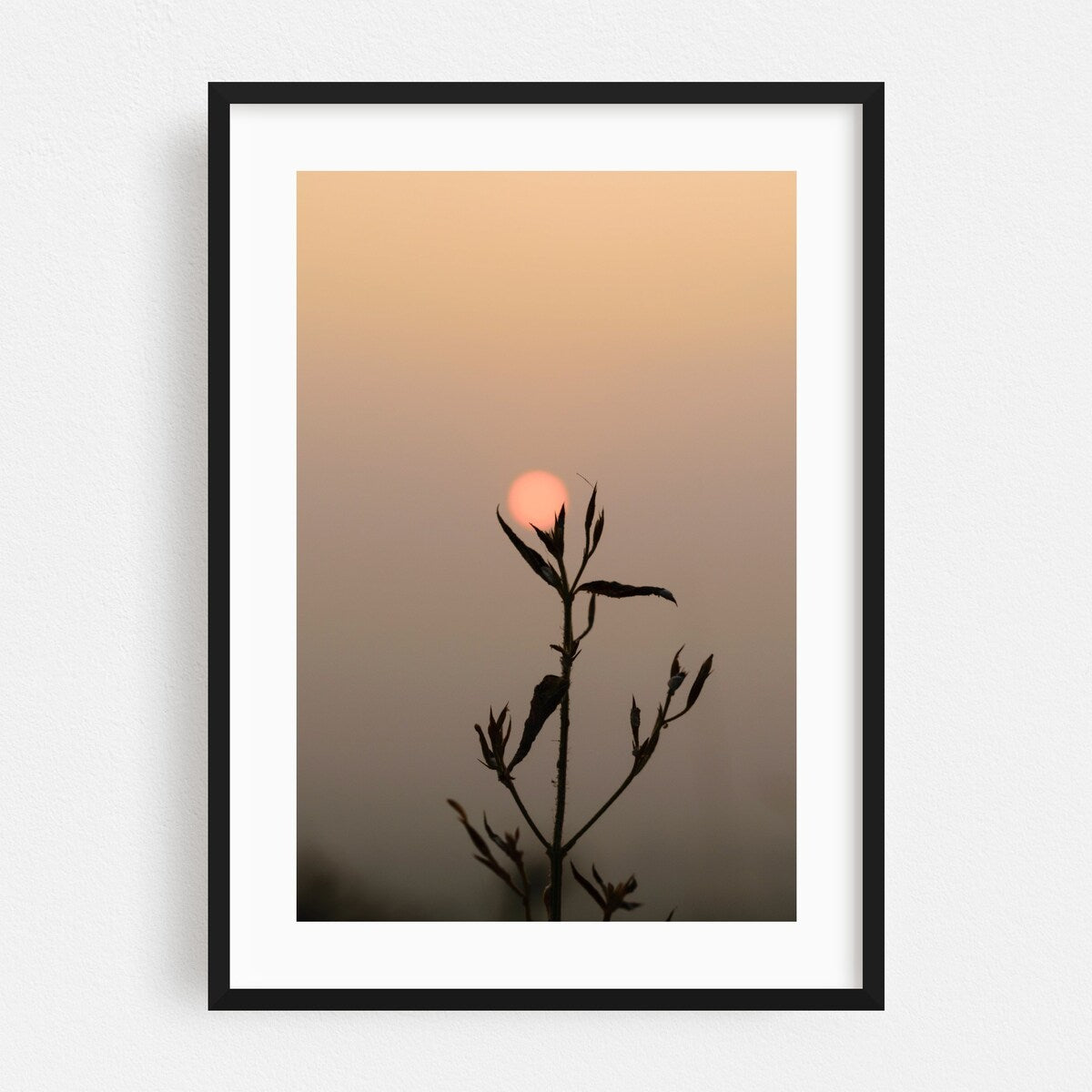 Udaipur Rajasthan India Sunflower Photography Nature Art Print/Poster