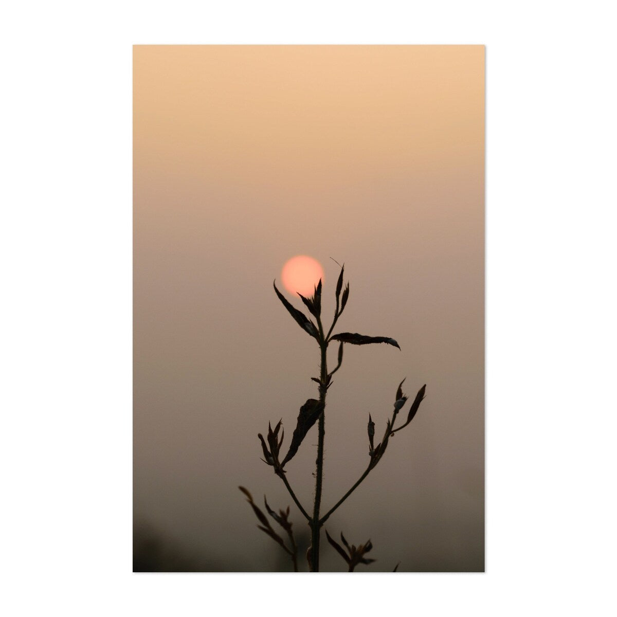 Udaipur Rajasthan India Sunflower Photography Nature Art Print/Poster