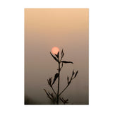 Udaipur Rajasthan India Sunflower Photography Nature Art Print/Poster