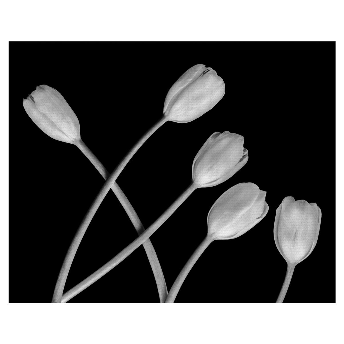 Untitled 132 Canvas Art Print