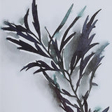 Uttermost Eucalyptus Leaves Framed Prints (Set of 4) - Grey