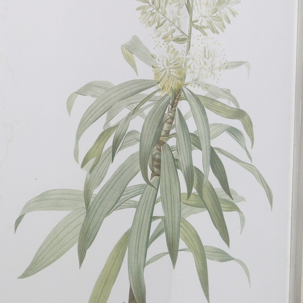 Uttermost Plant Study Framed Prints (Set of 2) - Green