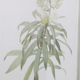 Uttermost Plant Study Framed Prints (Set of 2) - Green