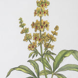 Uttermost Wildflower Study Framed Prints, S/4 - 19 W x 22 H x 1.75 D (inches)