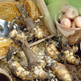 Van Zyverden Giant Cannas Stuttgart Set of 5 Bulbs