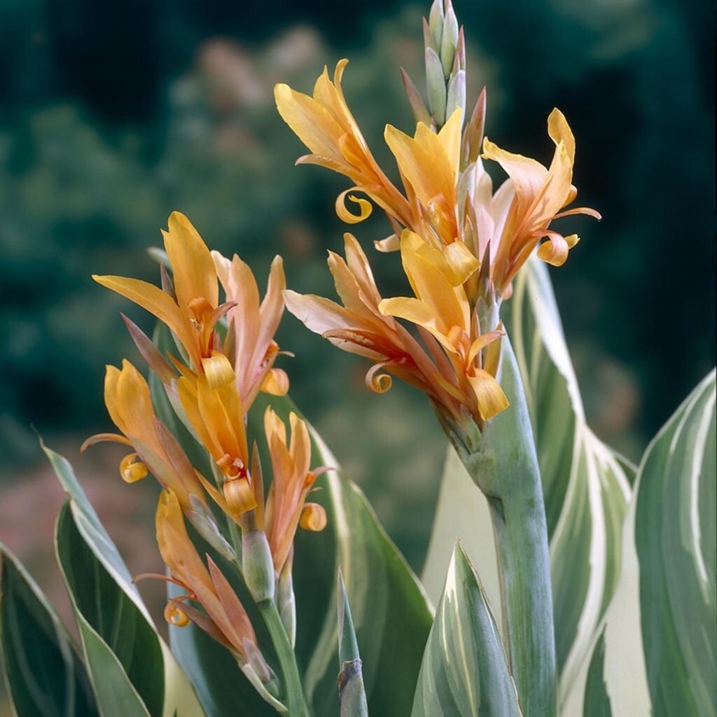 Van Zyverden Giant Cannas Stuttgart Set of 5 Bulbs