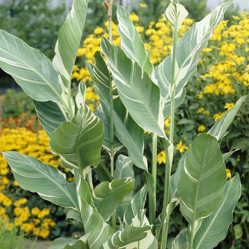 Van Zyverden Giant Cannas Stuttgart Set of 5 Bulbs