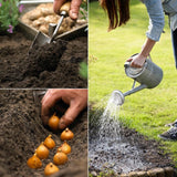 Van Zyverden Giant Cannas Stuttgart Set of 5 Bulbs