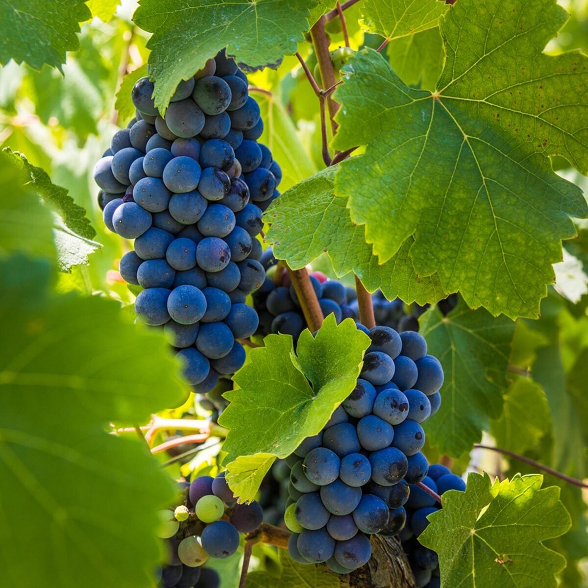 Van Zyverden Premium Grafted Bareroot Grape Vine Cabernet Sauvignon Set of 1 Plant