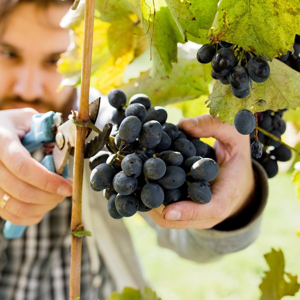 Van Zyverden Premium Grafted Bareroot Grape Vine Cabernet Sauvignon Set of 1 Plant