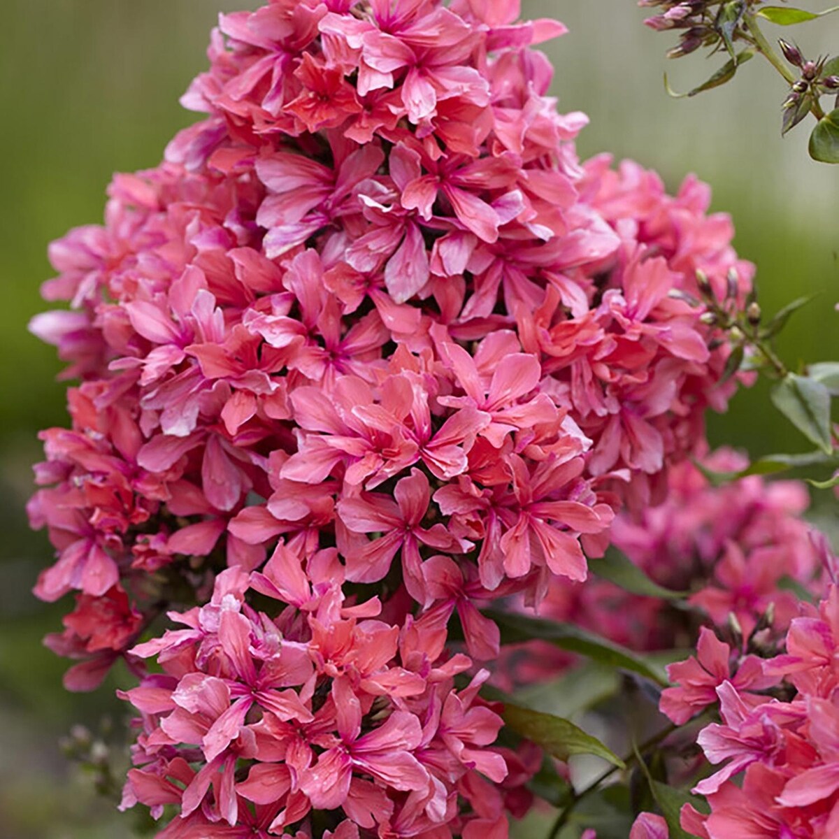 Van Zyverden Tall Phlox Paniculata Cleopatra Set of 1 Roots