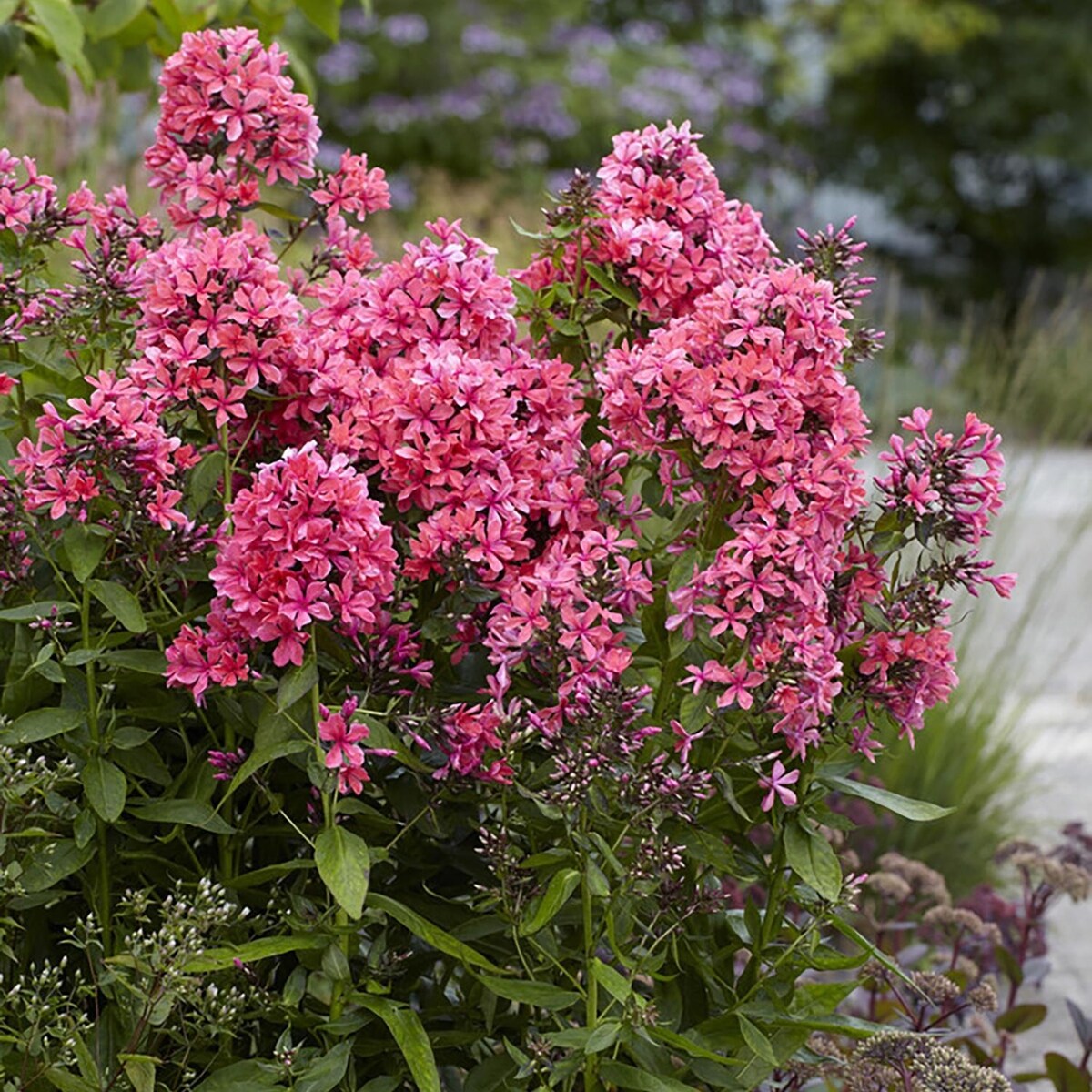 Van Zyverden Tall Phlox Paniculata Cleopatra Set of 1 Roots