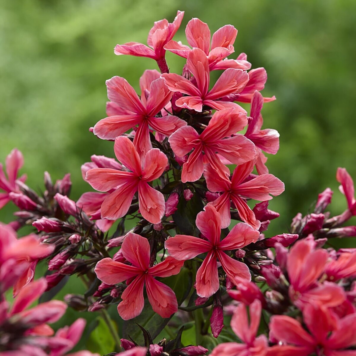 Van Zyverden Tall Phlox Paniculata Cleopatra Set of 1 Roots