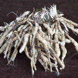 Van Zyverden Tall Phlox Paniculata Cleopatra Set of 1 Roots