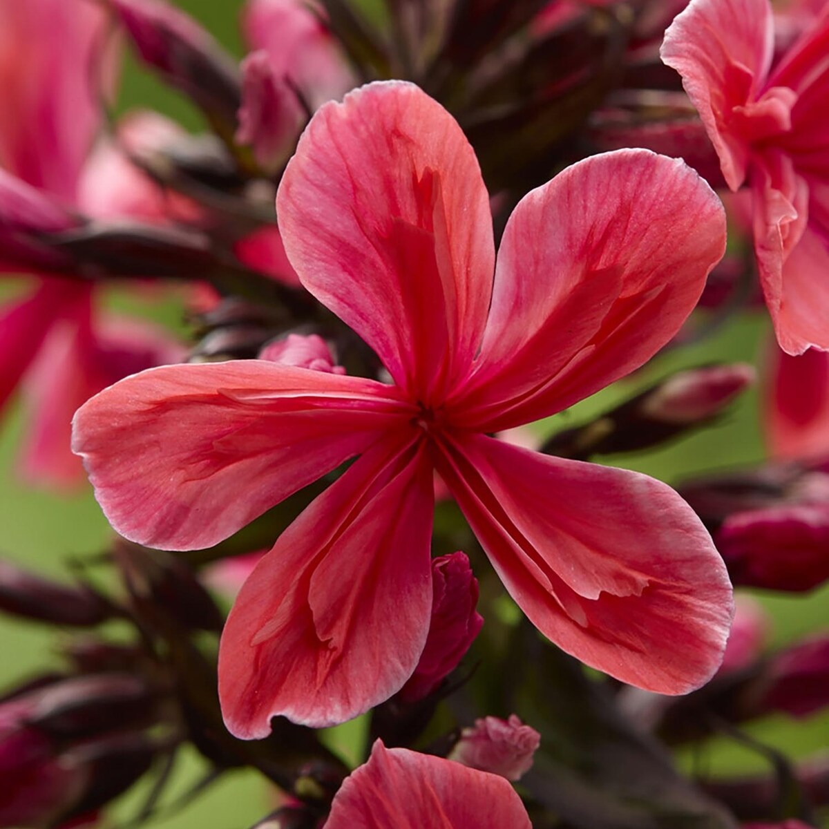 Van Zyverden Tall Phlox Paniculata Cleopatra Set of 1 Roots