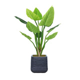 Vintage Home 61 In Philodendron Erubescens Artificial Faux Plant - Green