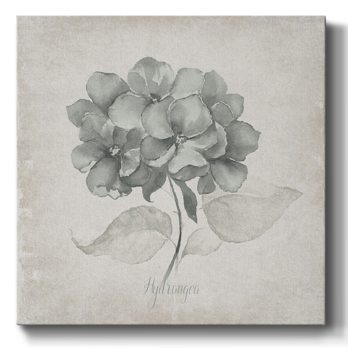 Vintage Hydrangea-Gallery Wrapped Canvas
