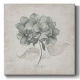 Vintage Hydrangea-Gallery Wrapped Canvas