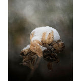 Waiting On Spring-JAIJOH141349 Print 13.25"x10.75" by Jai Johnson