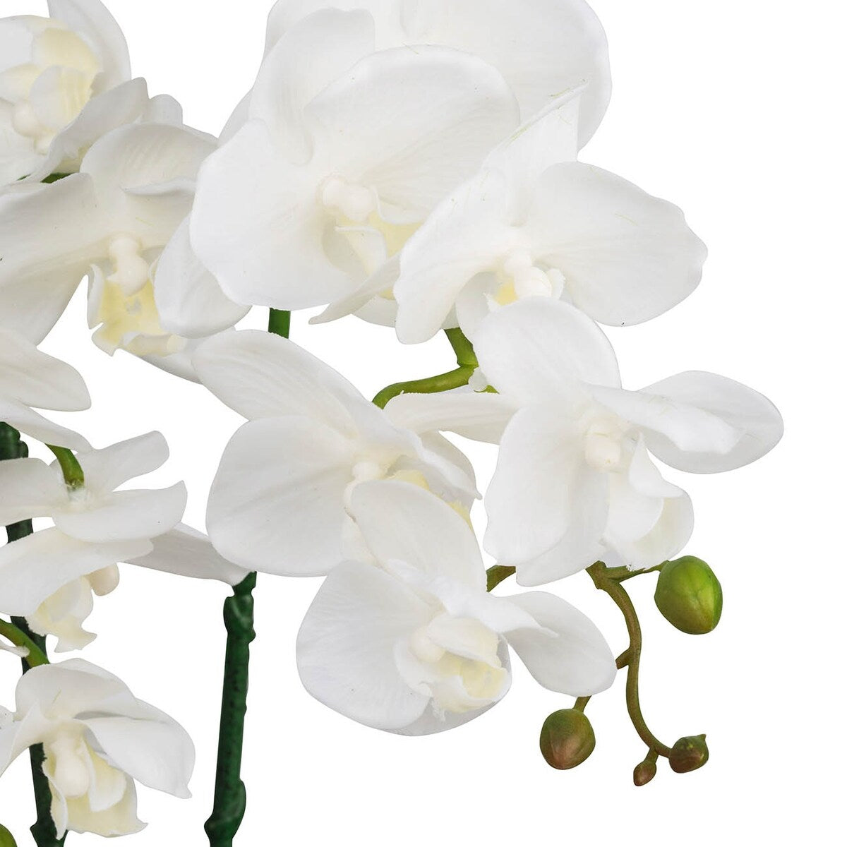 White 17-inch Orchid with a Black Ceramic Pot