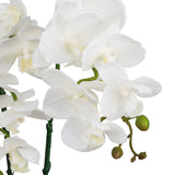 White 17-inch Orchid with a Black Ceramic Pot