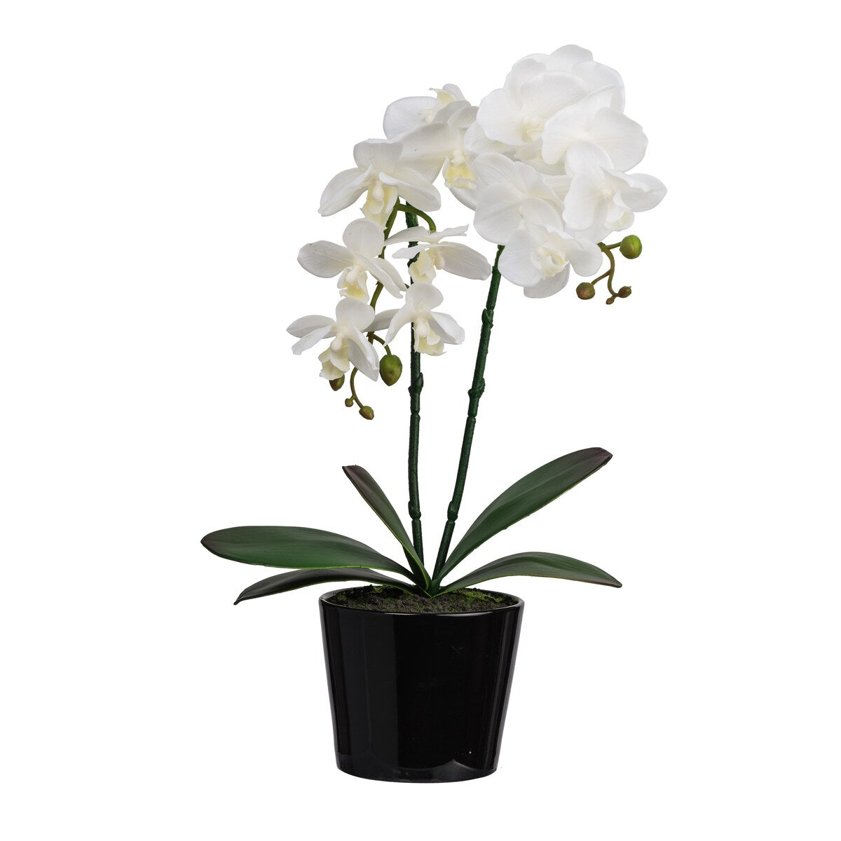 White 17-inch Orchid with a Black Ceramic Pot