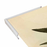 White Bellied Swallow-VINAPP116475 Print 20"x13.5" by Vintage Apple Collection
