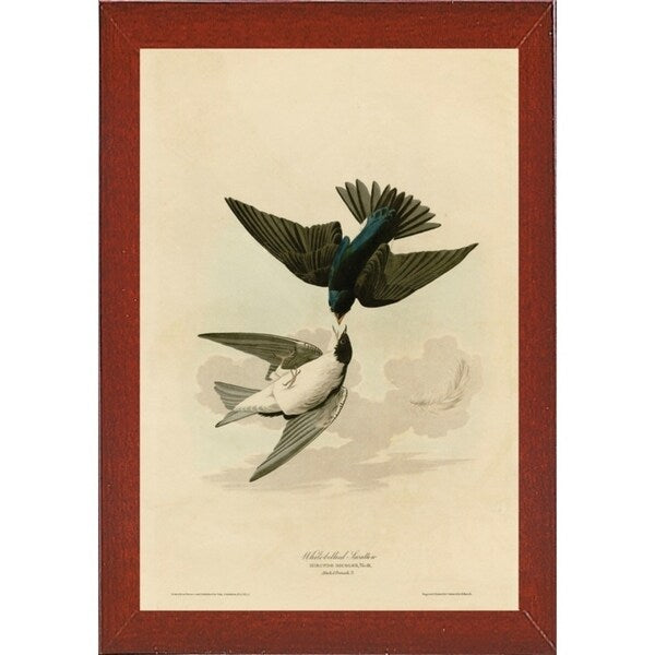 White Bellied Swallow-VINAPP116475 Print 20"x13.5" by Vintage Apple Collection