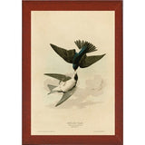 White Bellied Swallow-VINAPP116475 Print 20"x13.5" by Vintage Apple Collection