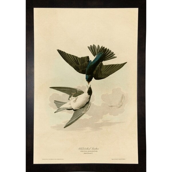White Bellied Swallow-VINAPP116475 Print 20"x13.5" by Vintage Apple Collection
