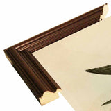 White Bellied Swallow-VINAPP116475 Print 20"x13.5" by Vintage Apple Collection