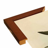 White Bellied Swallow-VINAPP116475 Print 20"x13.5" by Vintage Apple Collection