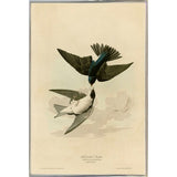 White Bellied Swallow-VINAPP116475 Print 20"x13.5" by Vintage Apple Collection