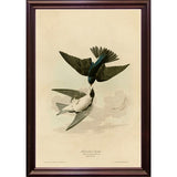 White Bellied Swallow-VINAPP116475 Print 20"x13.5" by Vintage Apple Collection