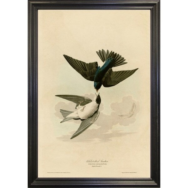 White Bellied Swallow-VINAPP116475 Print 20"x13.5" by Vintage Apple Collection