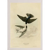 White Bellied Swallow-VINAPP116475 Print 20"x13.5" by Vintage Apple Collection