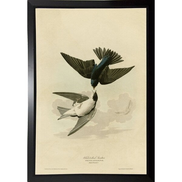White Bellied Swallow-VINAPP116475 Print 20"x13.5" by Vintage Apple Collection