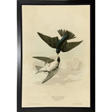 White Bellied Swallow-VINAPP116475 Print 20"x13.5" by Vintage Apple Collection