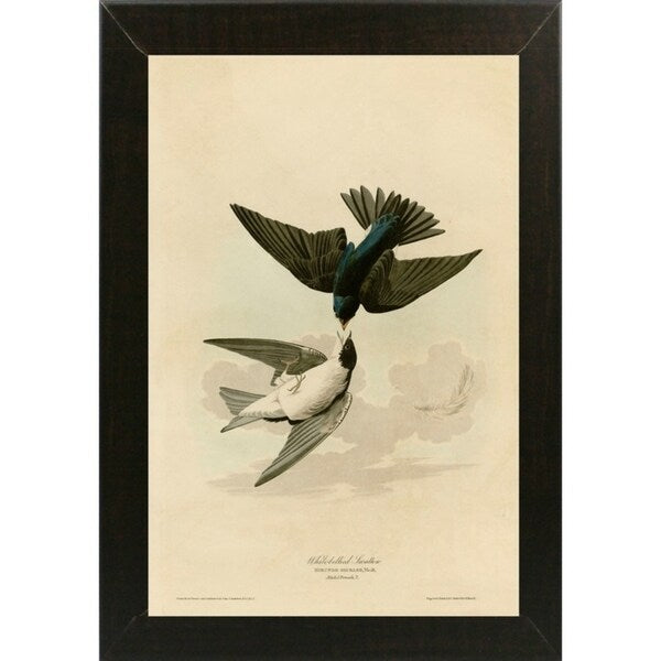 White Bellied Swallow-VINAPP116475 Print 20"x13.5" by Vintage Apple Collection