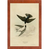 White Bellied Swallow-VINAPP116475 Print 20"x13.5" by Vintage Apple Collection