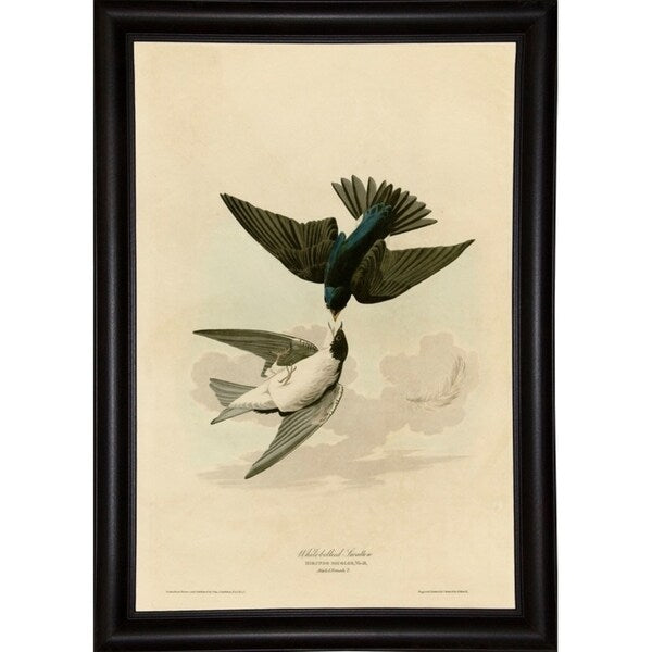 White Bellied Swallow-VINAPP116475 Print 20"x13.5" by Vintage Apple Collection