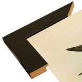 White Bellied Swallow-VINAPP116475 Print 20"x13.5" by Vintage Apple Collection